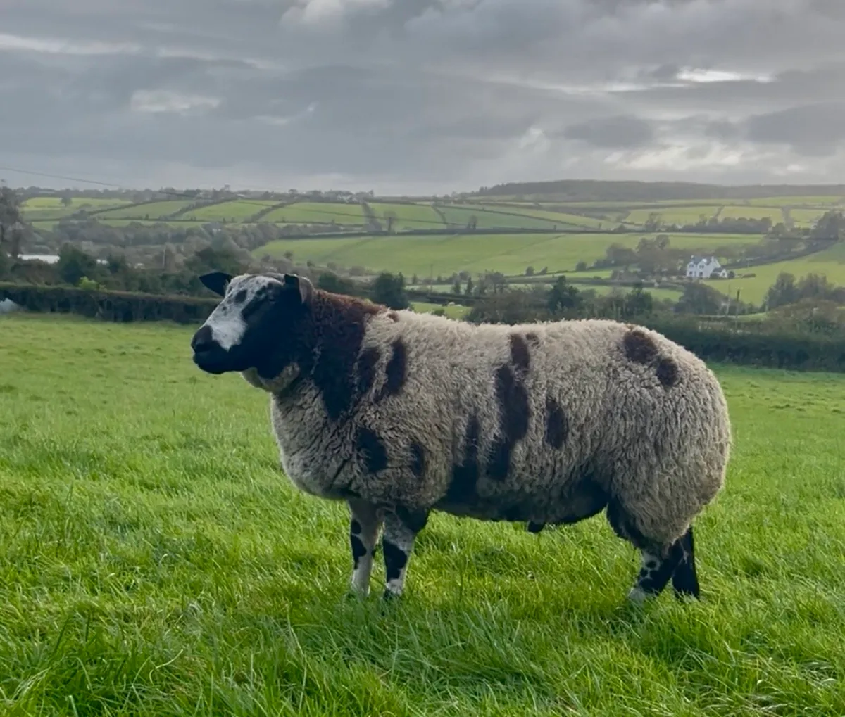 Purebred Registered Dutch Spotted rams