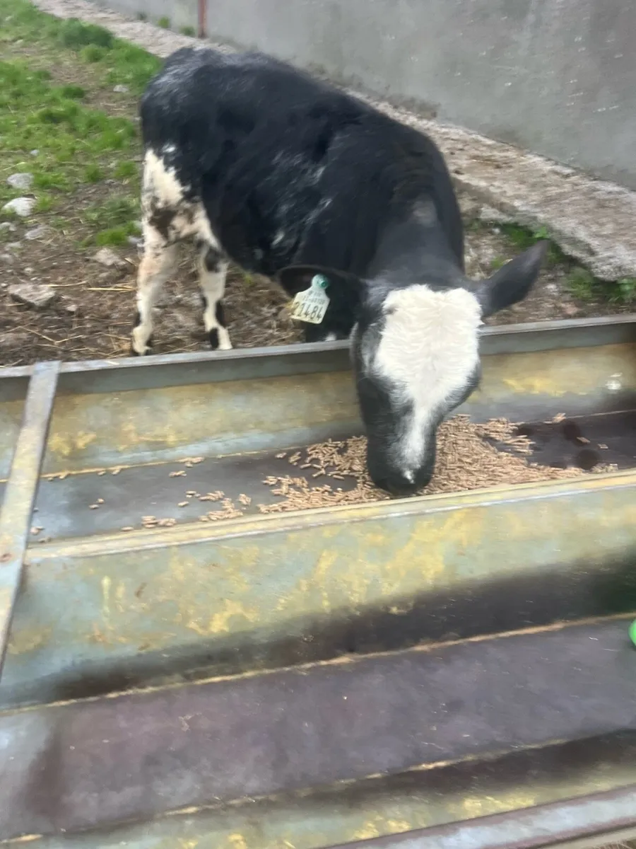 Heifer runners for sale - Image 1