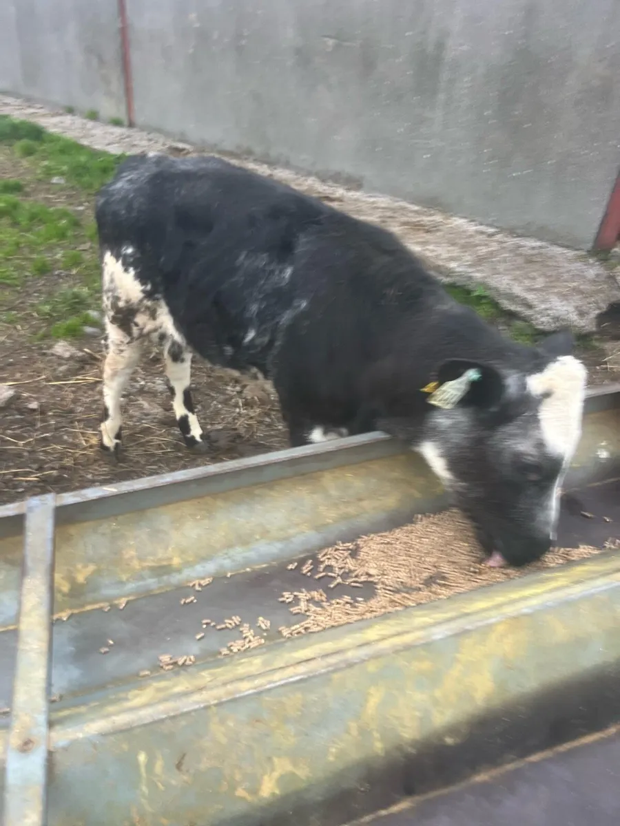 Heifer runners for sale - Image 2