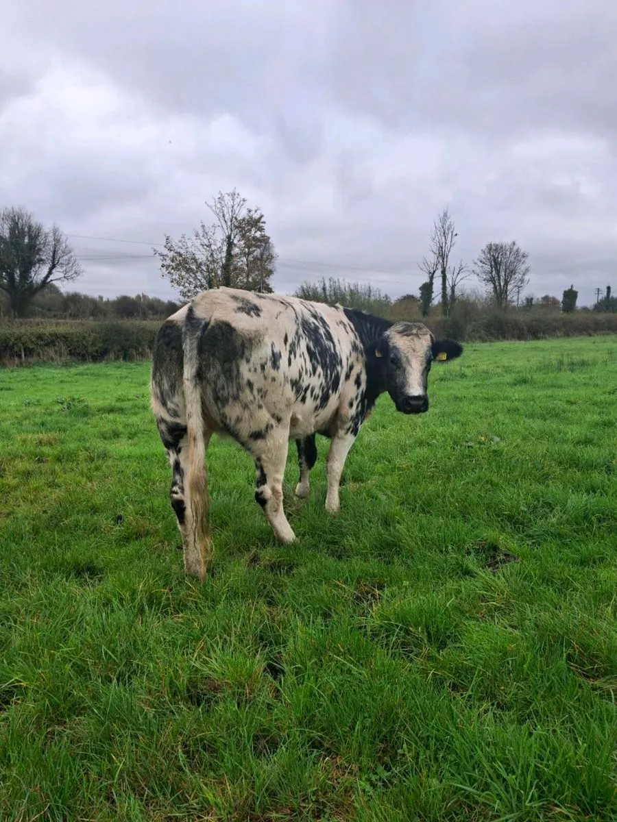 2 heifers - Image 1