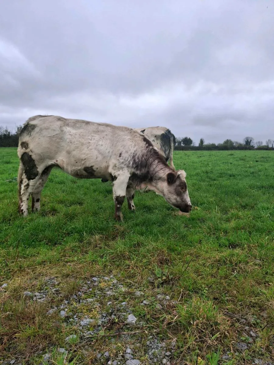 2 heifers - Image 2