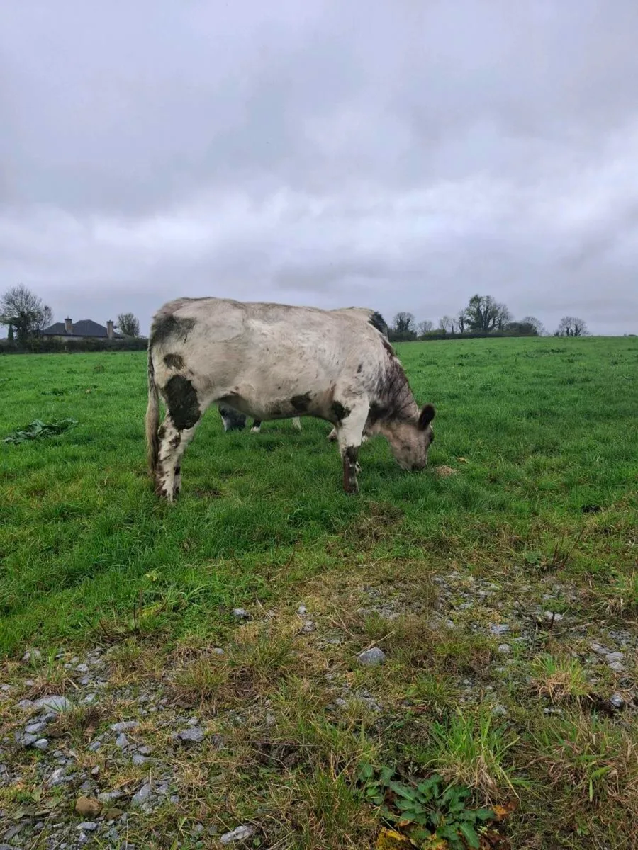 2 heifers - Image 3