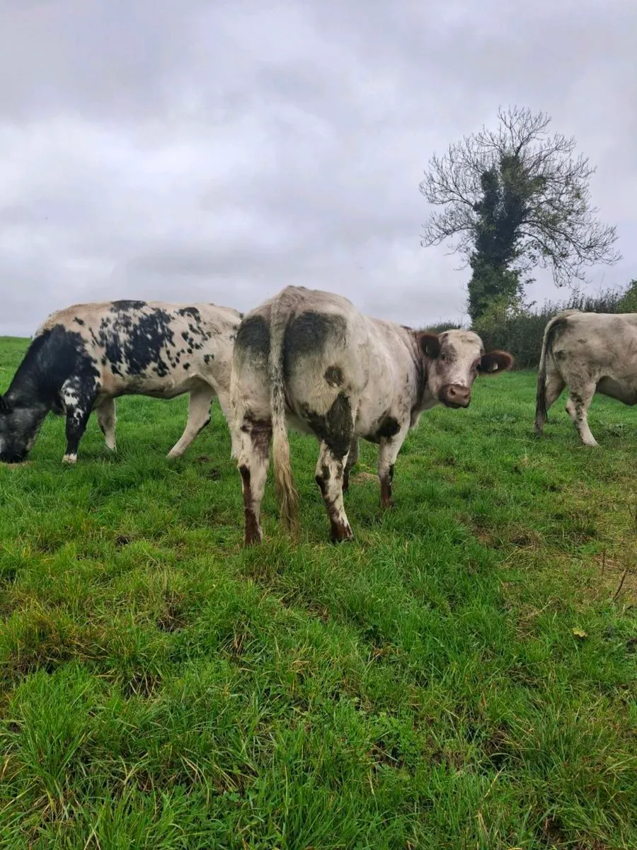 2 heifers - Image 4