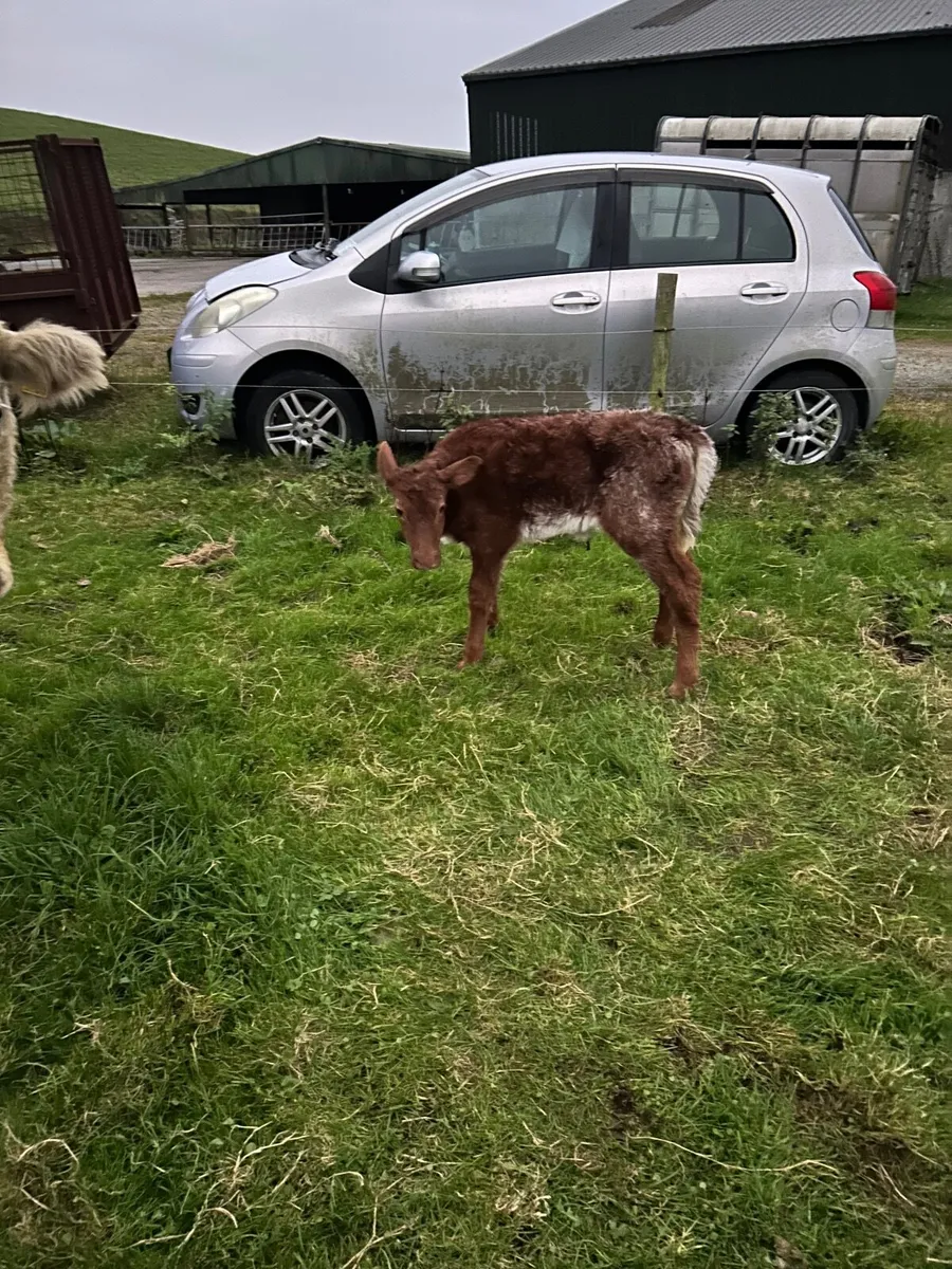 Second calf calf - Image 1