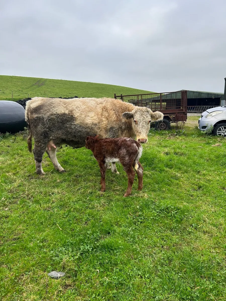 Second calf calf - Image 2