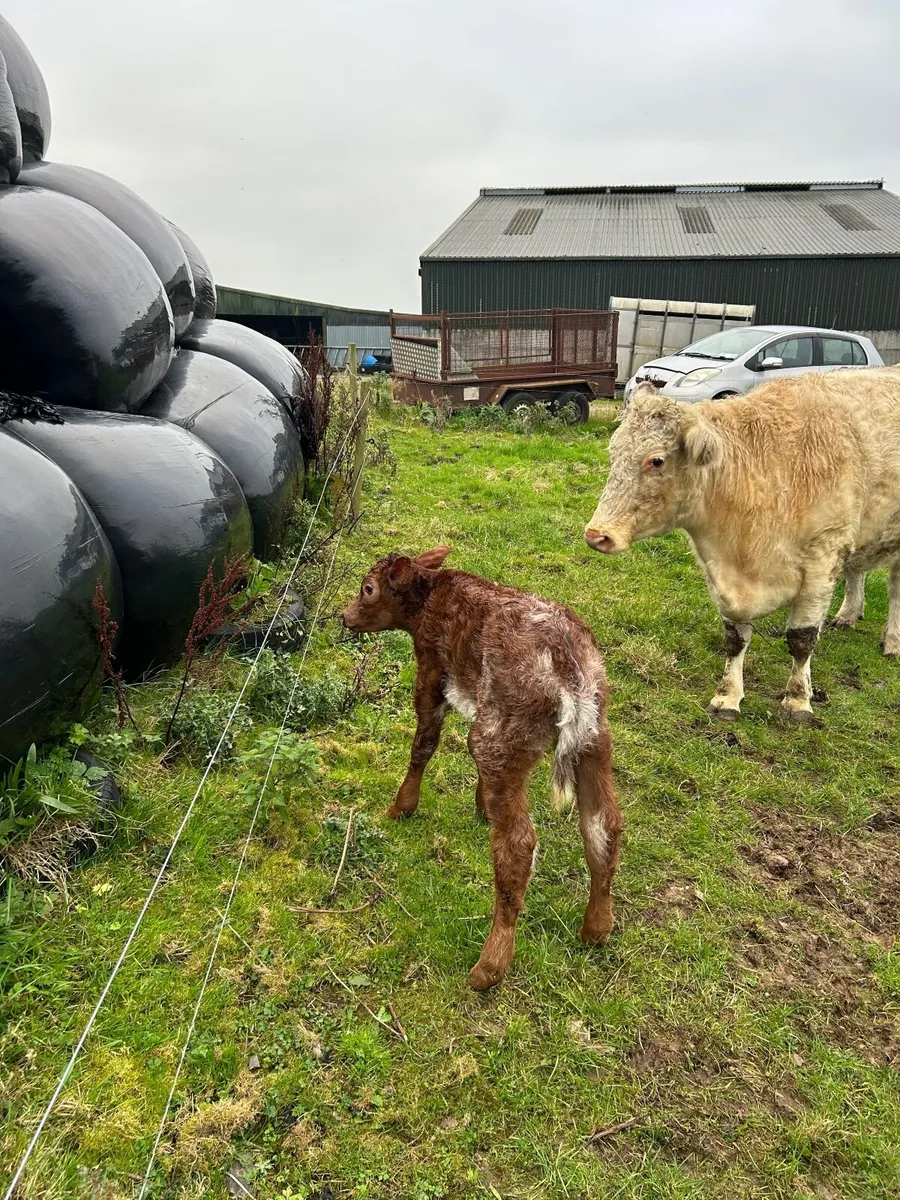 Second calf calf - Image 3