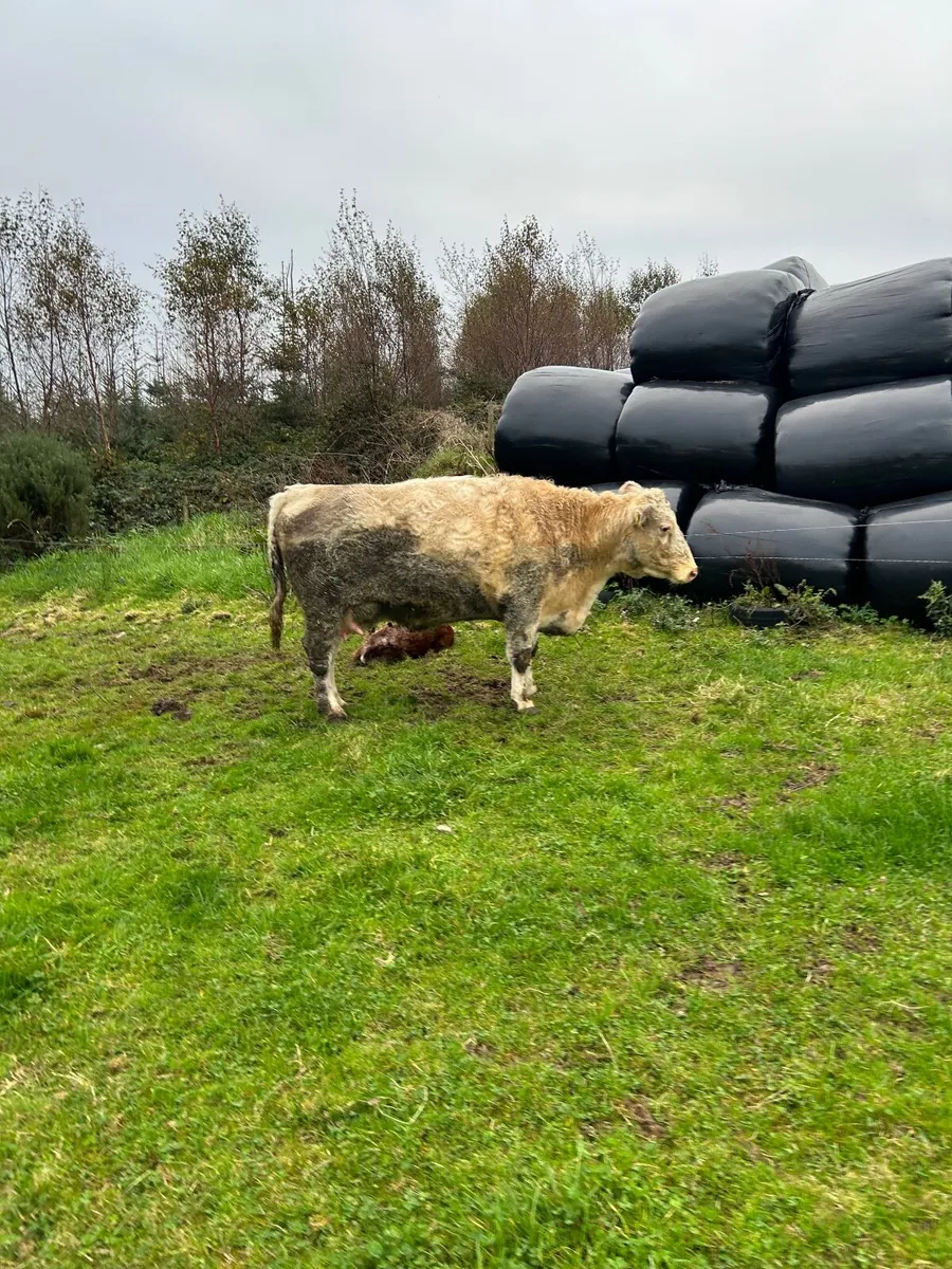Second calf calf - Image 4