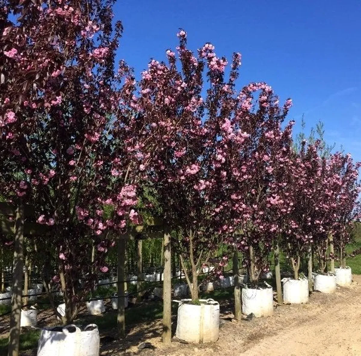 Trees, Garden
