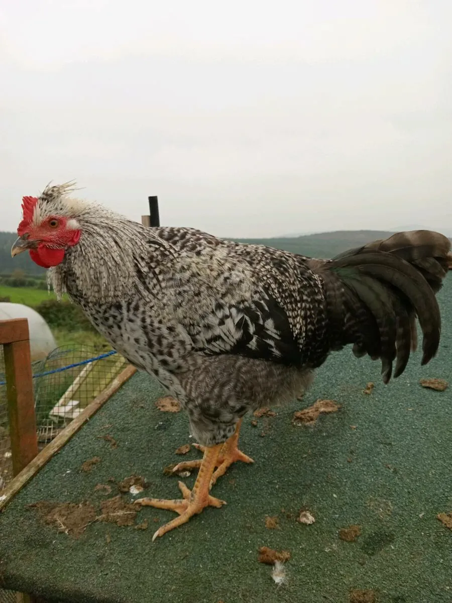 Roosters for sale - Image 1