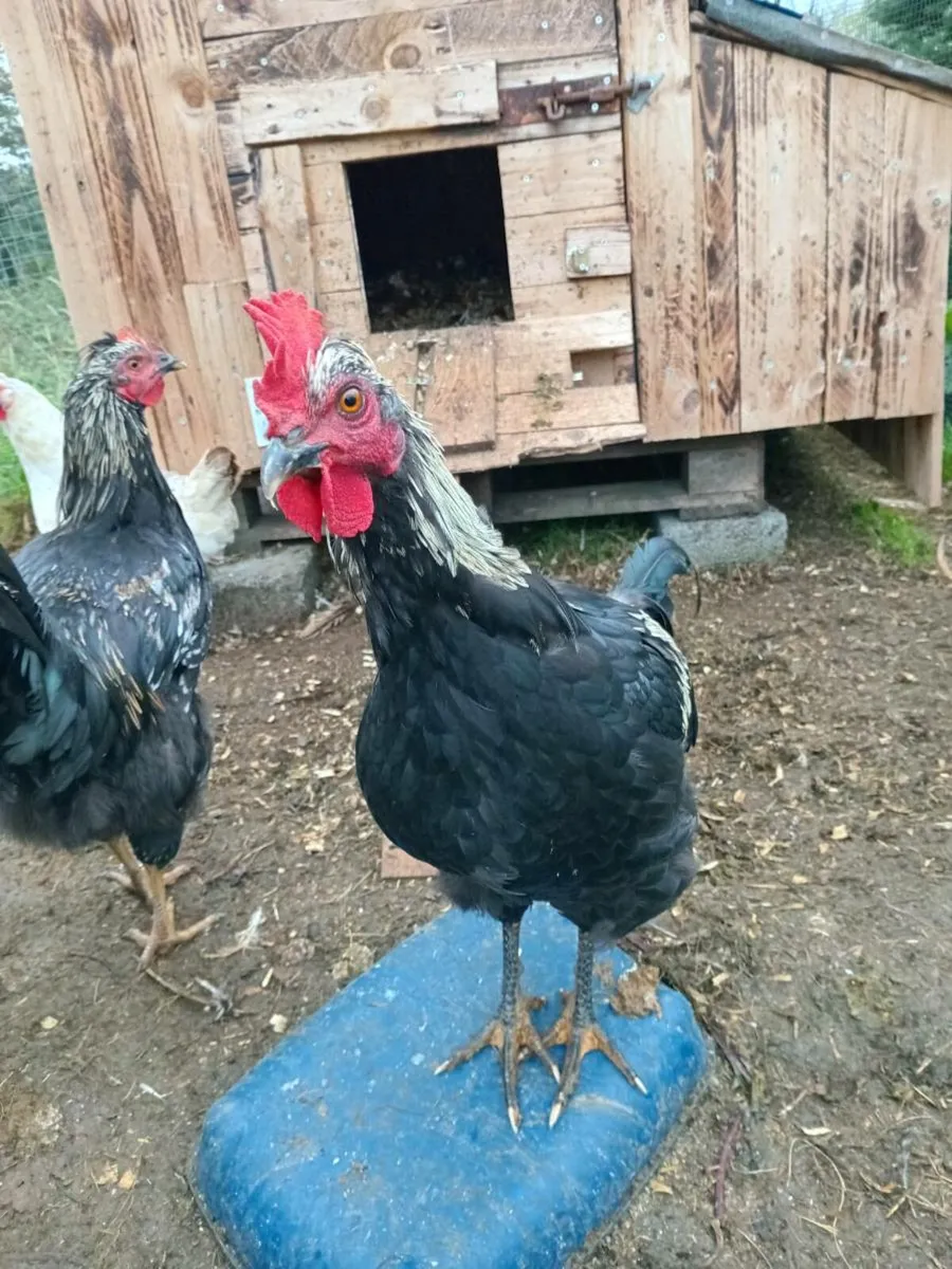 Roosters for sale - Image 2