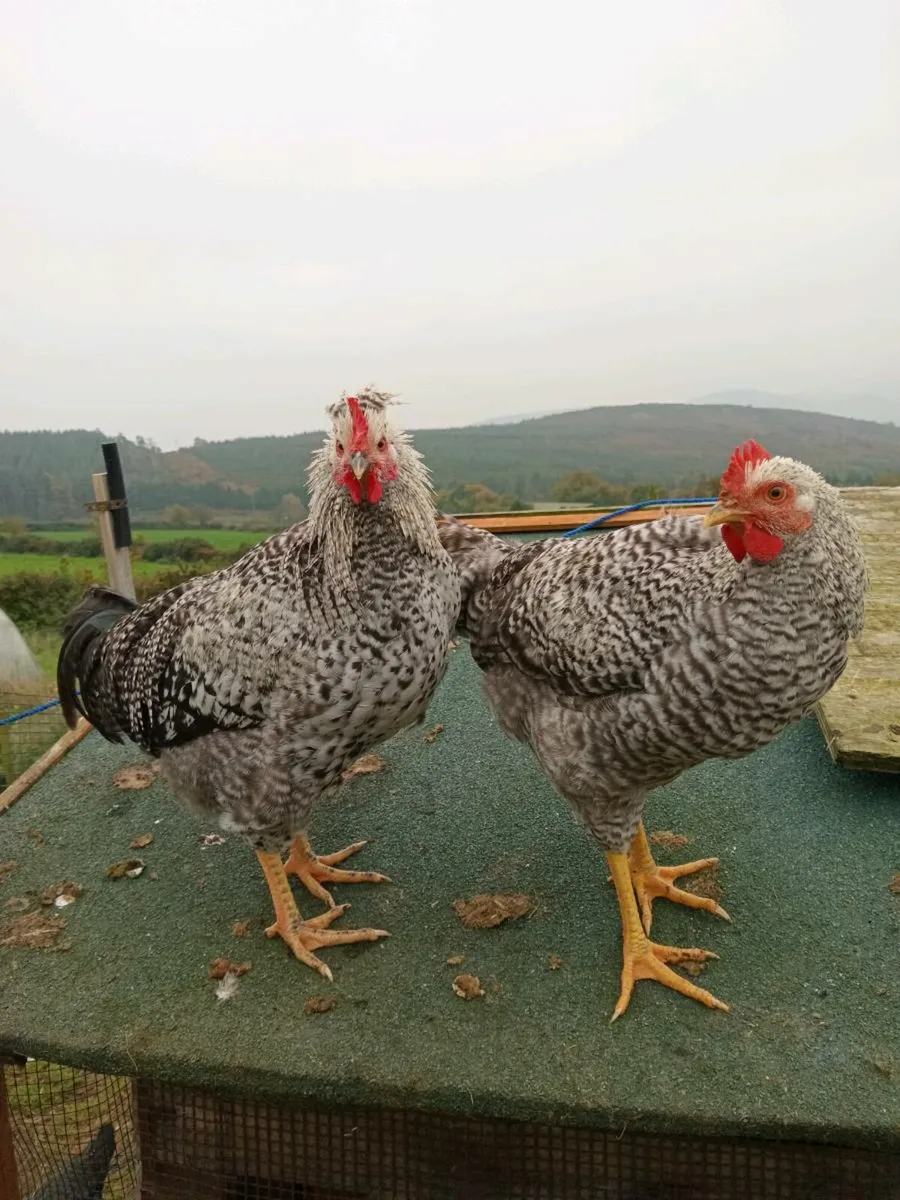 Roosters for sale - Image 3