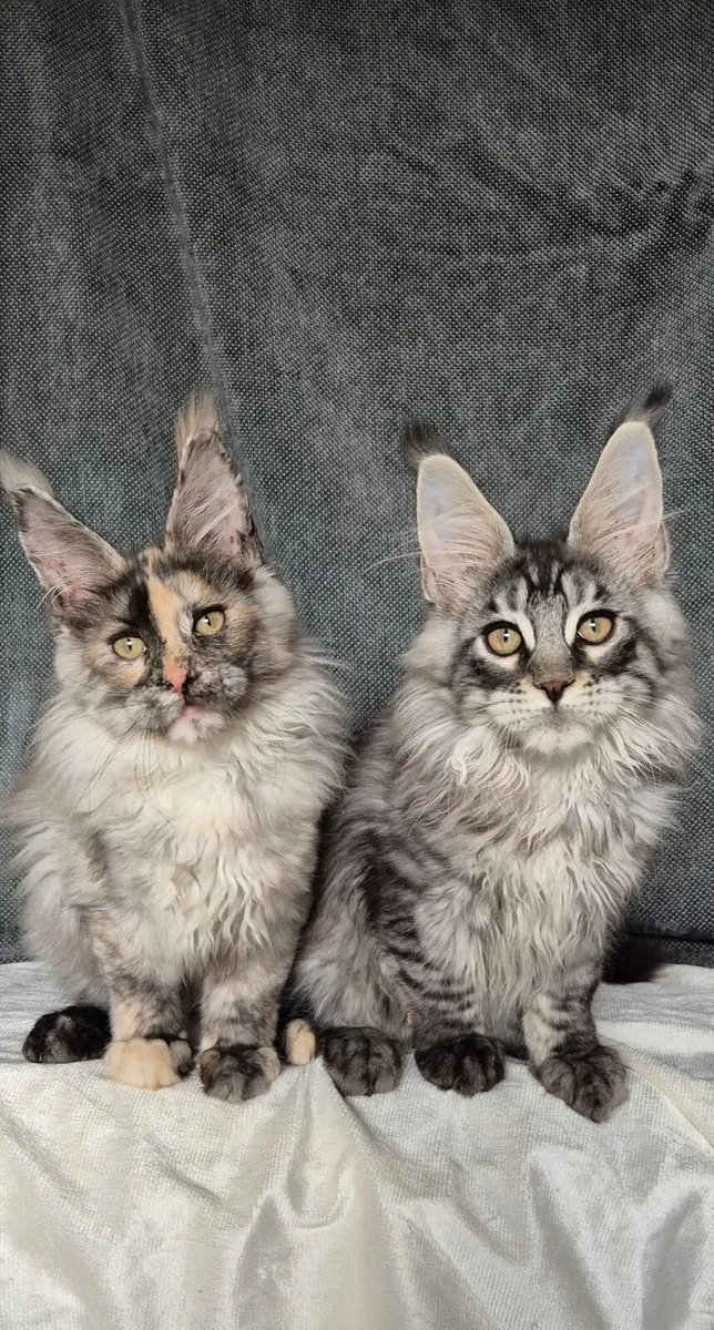 Maine Coon - Image 2