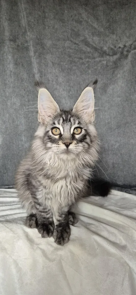 Maine Coon - Image 3