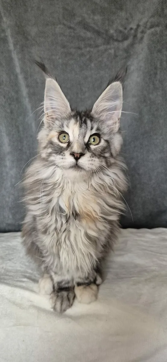 Maine Coon - Image 4