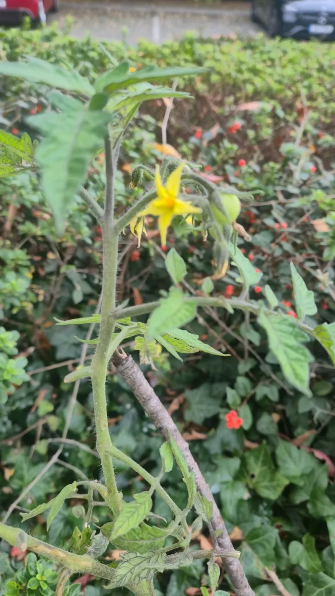 Tomato Plants for Sale – €50 each (negotiable) - Image 1