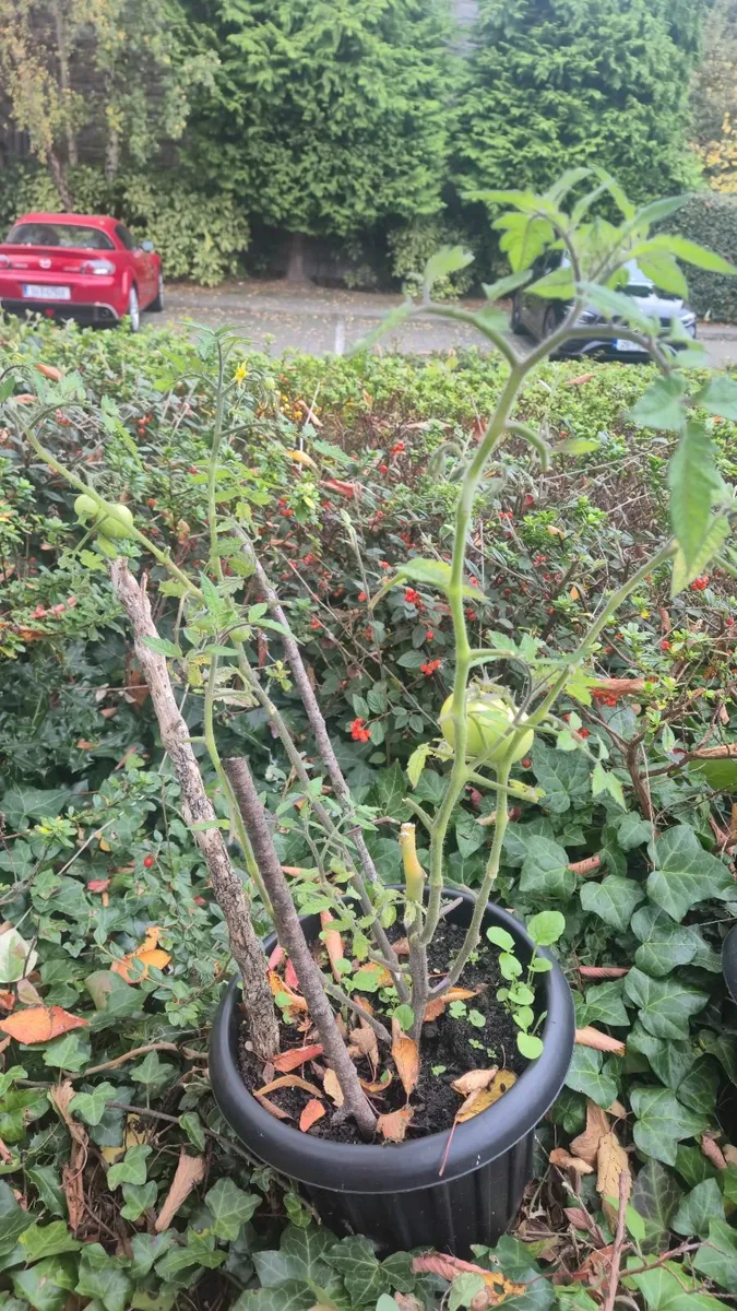 Tomato Plants for Sale – €50 each (negotiable) - Image 2