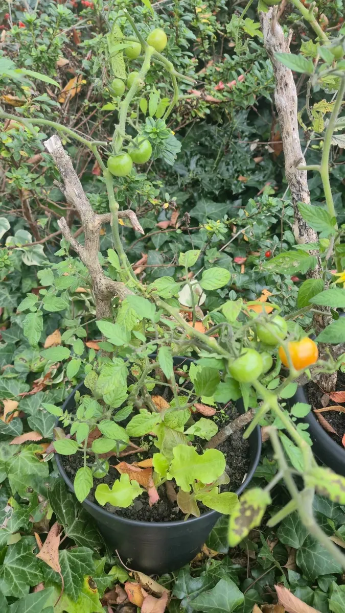 Tomato Plants for Sale – €50 each (negotiable) - Image 3