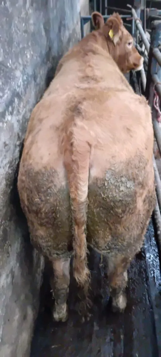 Foster cow - Image 2