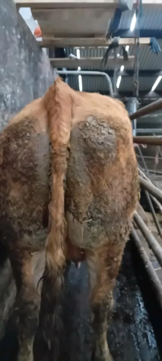 Foster cow - Image 1