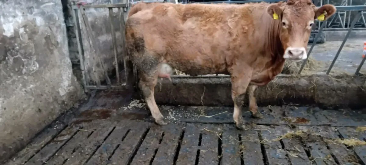 Foster cow - Image 3