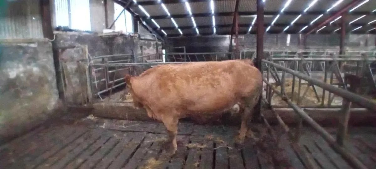 Foster cow - Image 4