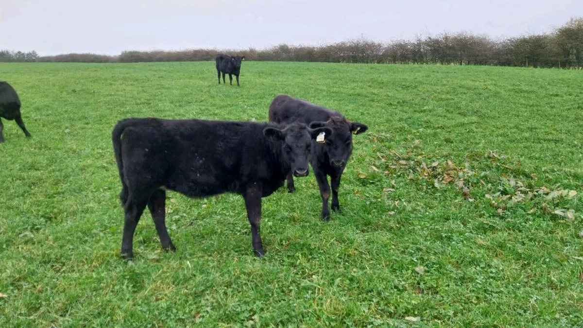 12 angus - Image 2