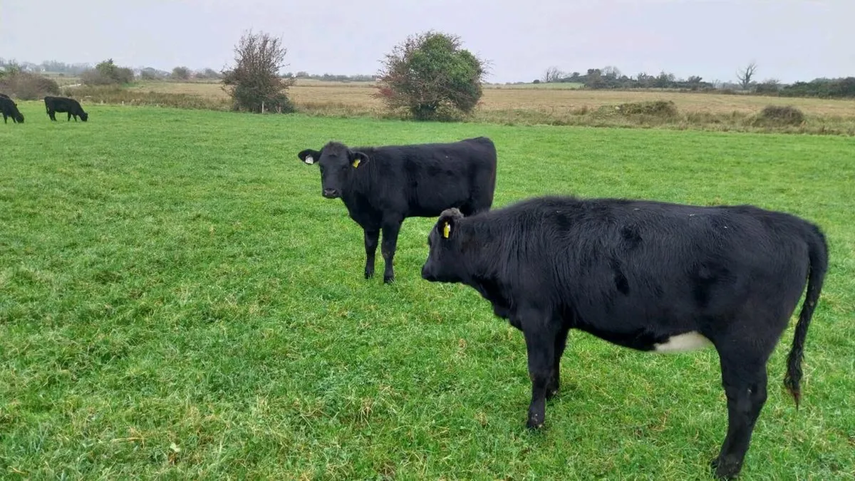 12 angus - Image 3