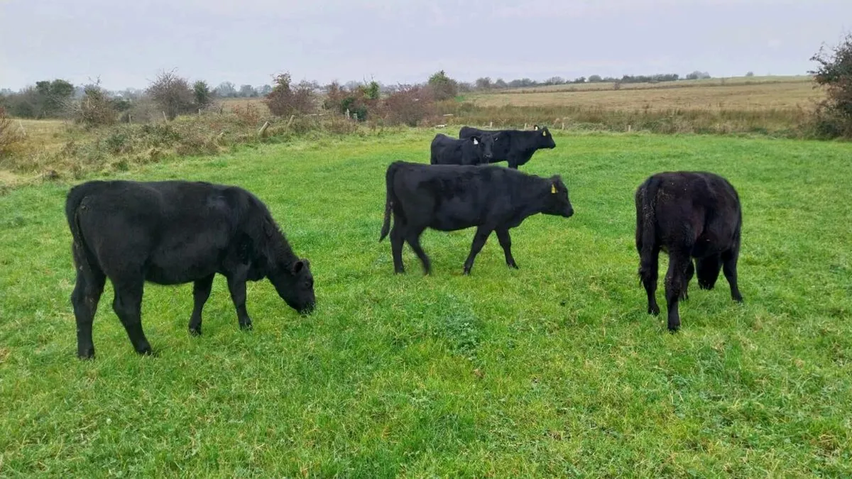 12 angus - Image 1
