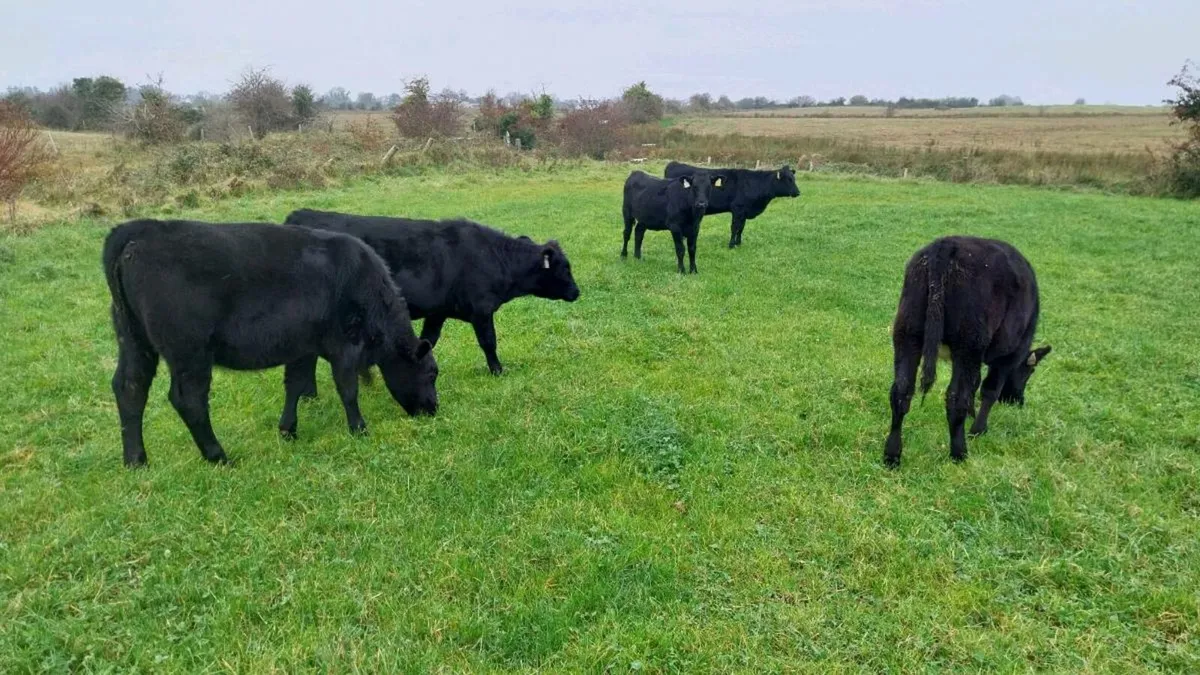 12 angus - Image 4