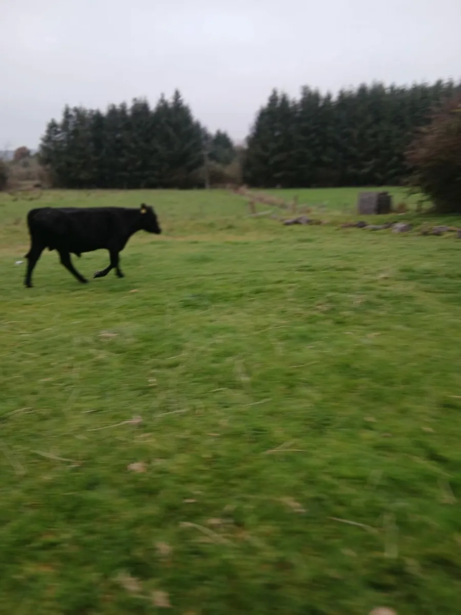Vacectomised Bull