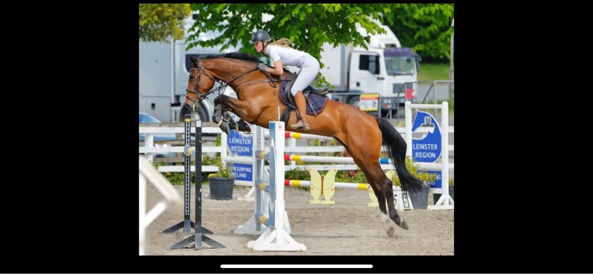 13yo ish mare - Image 1