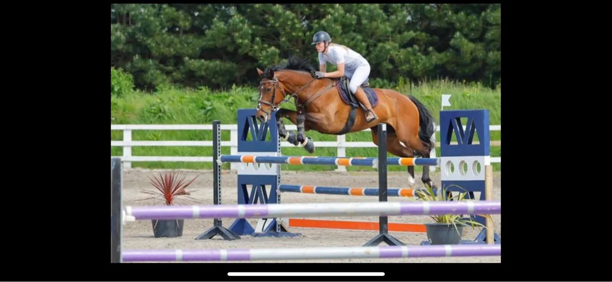 13yo ish mare - Image 2