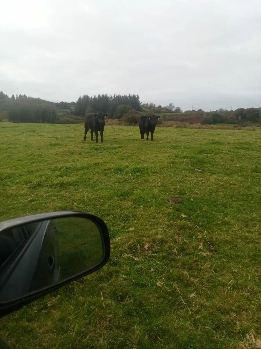 Organic Aberdeen Angus Weanlings - Image 2