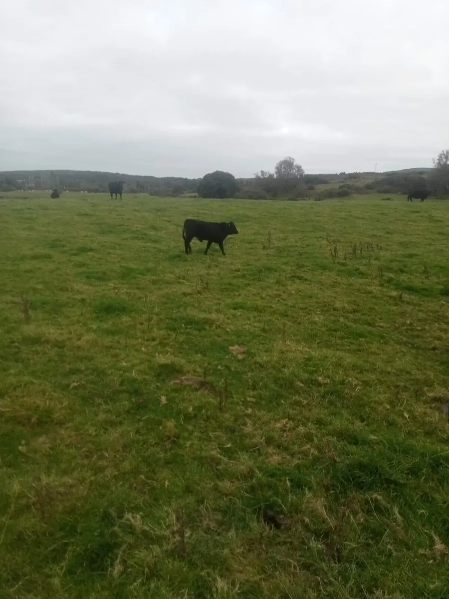 Organic Aberdeen Angus Weanlings - Image 3
