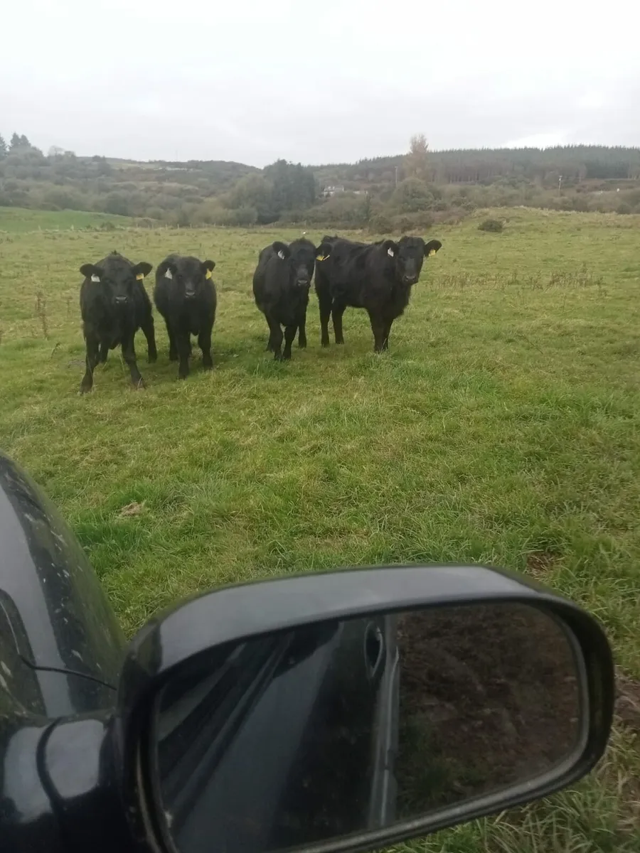 Organic Aberdeen Angus Weanlings - Image 1