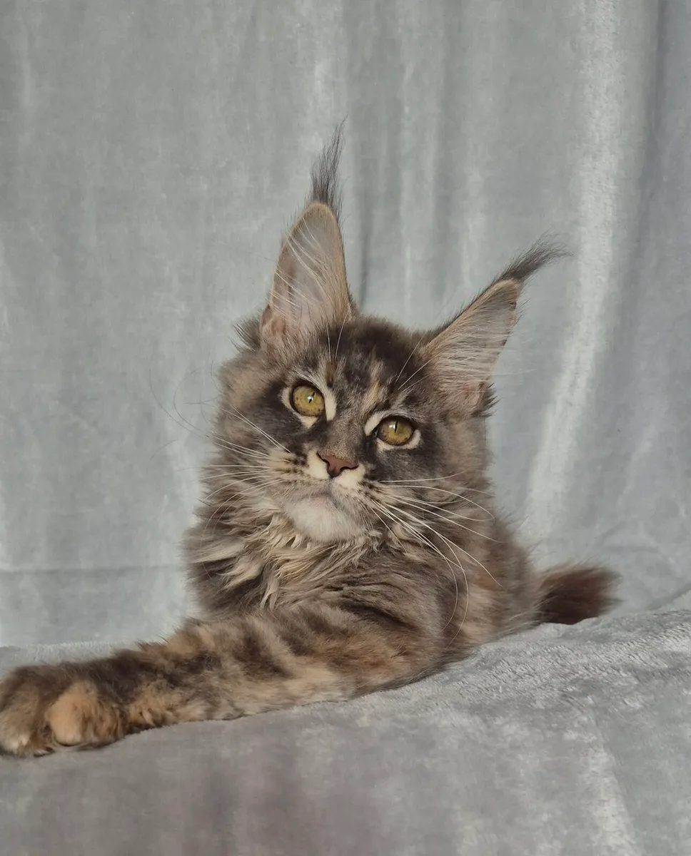 Maine Coon - Image 1