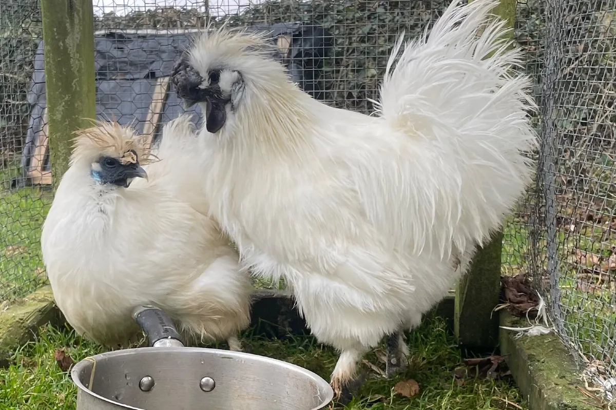 Silkie hen and rooster  breeding pair  1 year old