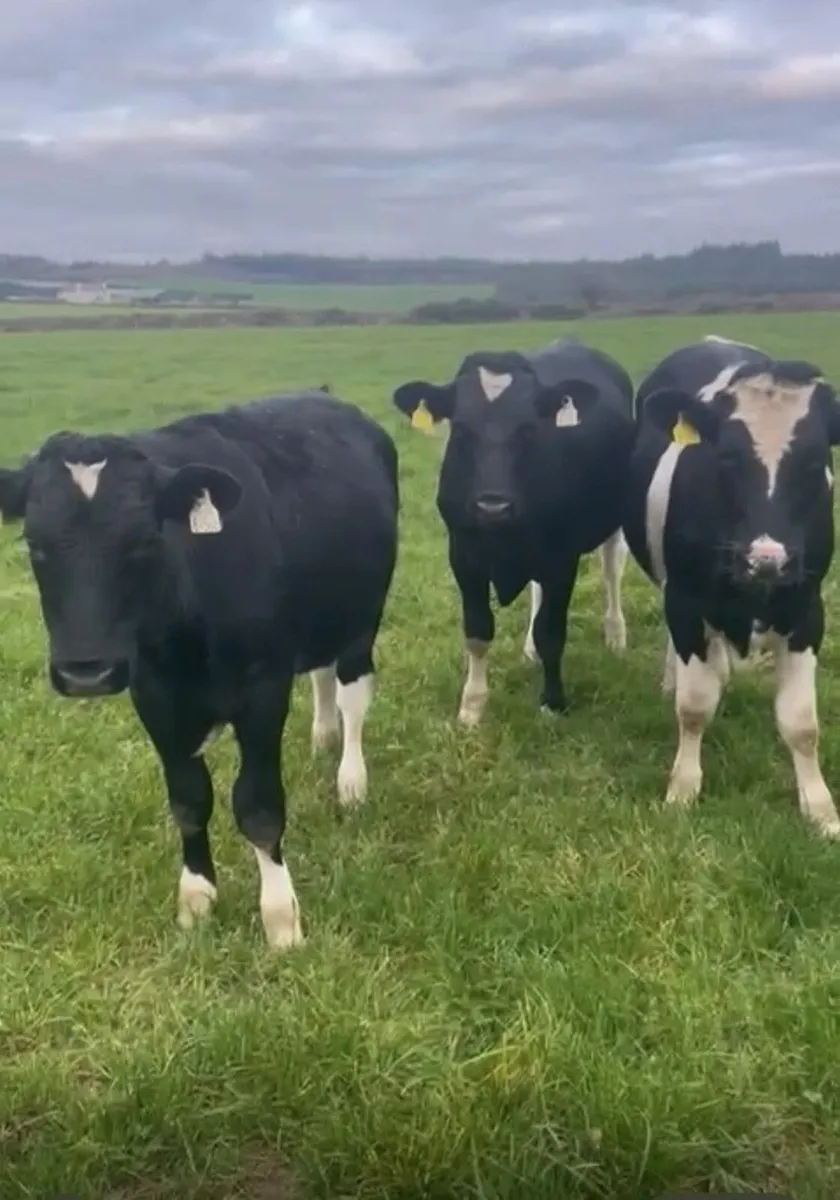 Friesian Bulls - Image 2