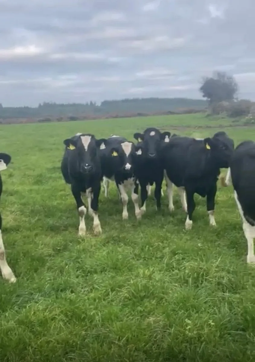 Friesian Bulls - Image 1