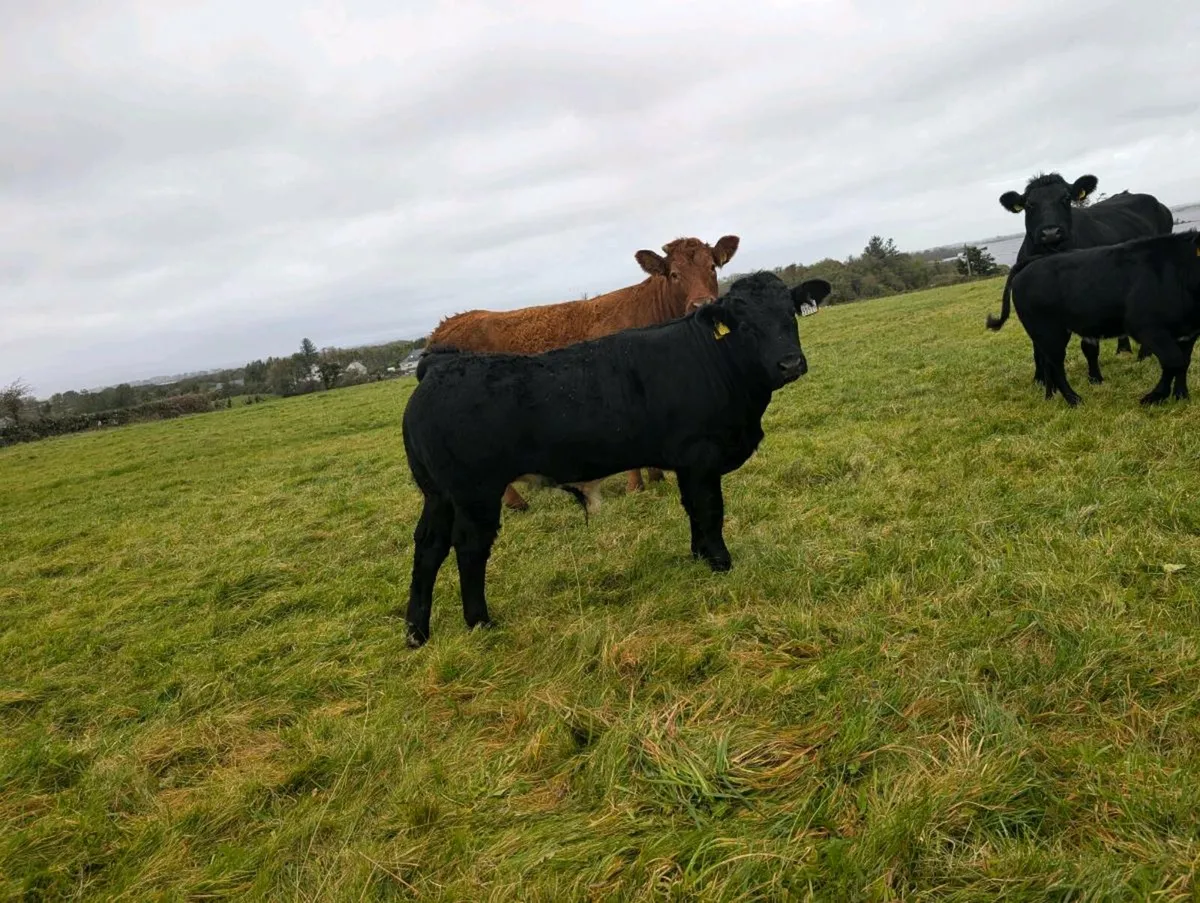 Two BB bulls one BB heifer - Image 2
