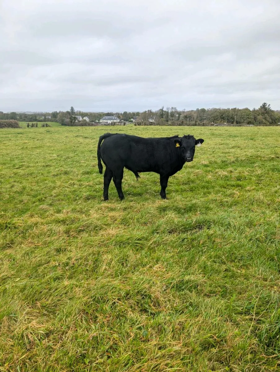Two BB bulls one BB heifer - Image 3