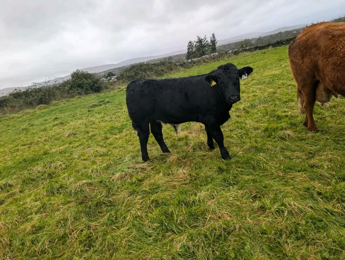 Two BB bulls one BB heifer - Image 4