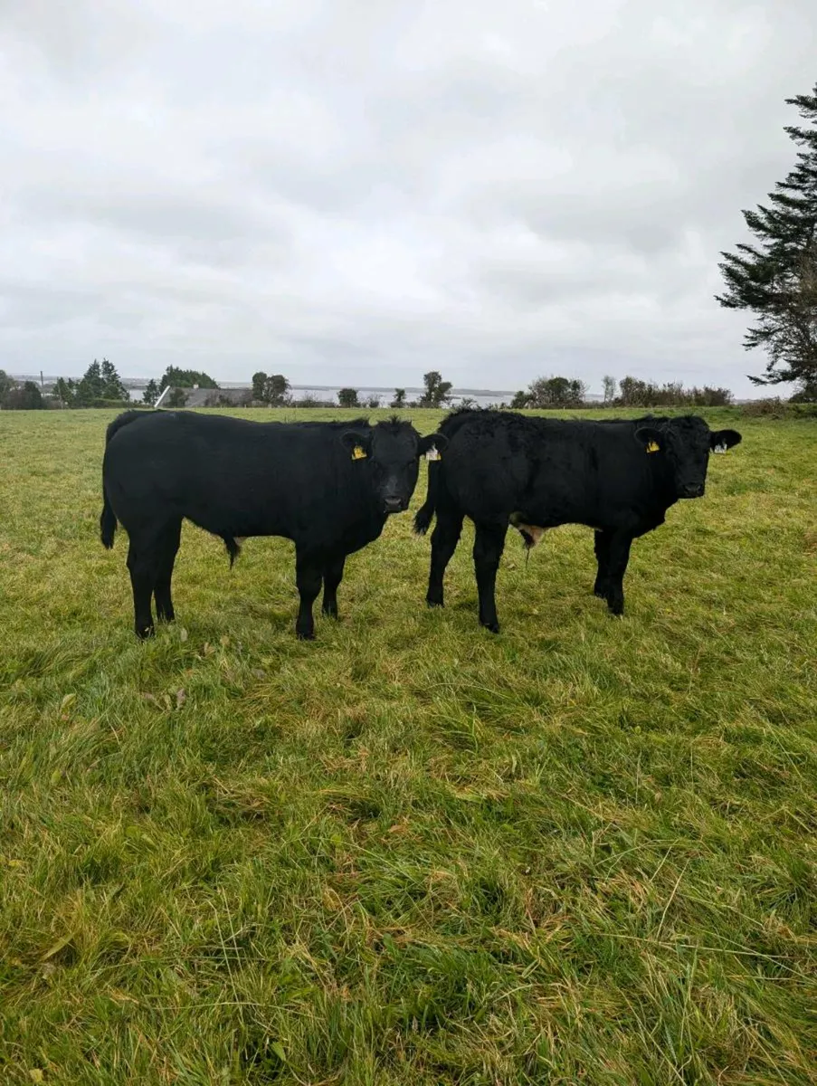 Two BB bulls one BB heifer - Image 1