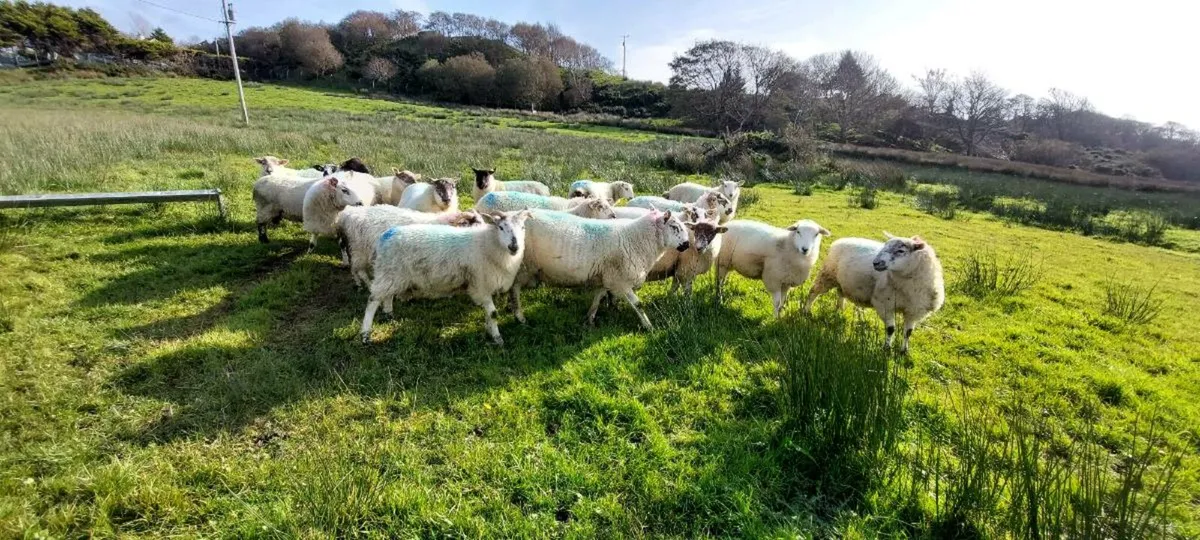 Organic Lambs - Image 1