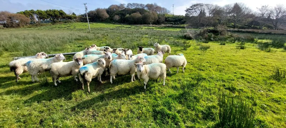Organic Lambs - Image 2