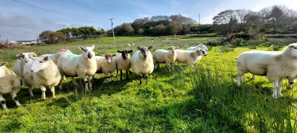 Organic Lambs - Image 3