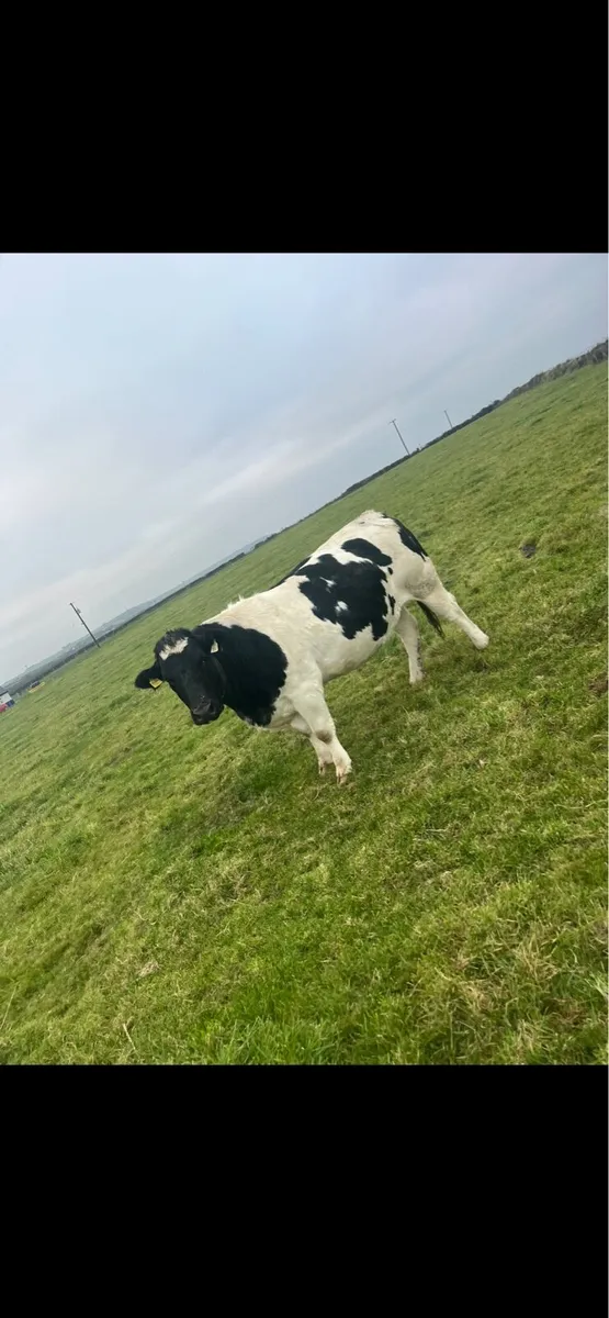 Springers - Image 1