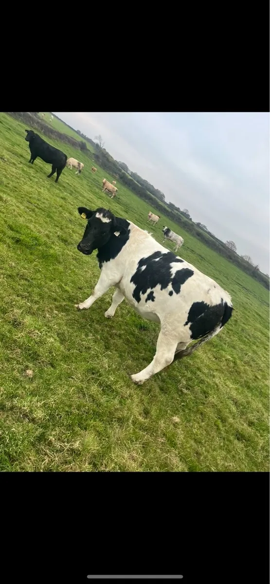 Springers - Image 2