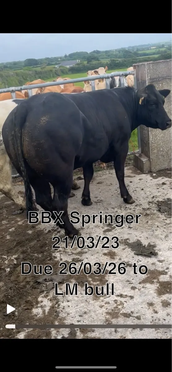 Springers - Image 4