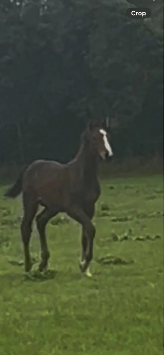foal - Image 2